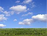 Background of cloudy sky and grass