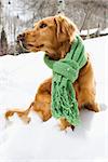 Side view of Golden Retriever sitting in snow wearing green scarf.