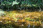 Reflections of yellow, red and orange leaves in a small pool of water in the forest.