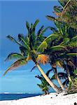 Palm Tree in Rarotonga, Cook Islands