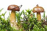 autumn scene - two mushrooms and green moss on white