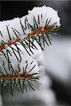 Macro of spruce branches covered with snow, single snowflakes visible at full size
