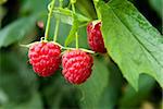raspberry on plant