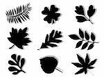Different leaves of different trees in silhouette