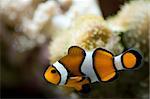 A clownfish swimming with a coral reef in background.