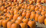 A group of pumpkins at a upper New York market.