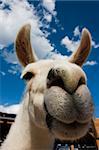 Funny face of a llama looking to the camera in a farm