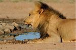 Big male African lion (Panthera leo) drinking water, Kalahari, South Africa
