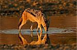 Black-backed Jackal (Canis mesomelas) wading in shallow water, Kalahari, South Africa