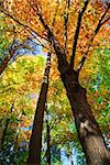 Colorful fall forest on a warm autumn day