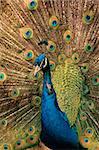 Colorful male peacock (Pavo cristatus) displaying