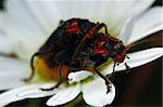 Couple of beetles mating on a flower