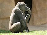 Gorilla thinking