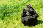 a gorilla on the grass in a zoo