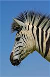 Portrait of a Plains (Burchells) Zebra (Equus quagga), Mokala National Park, South Africa