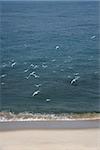 Aerial view of flock of seagulls in flight over beach.