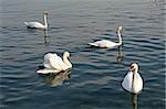 Group of swans swimming together on a lake