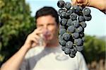 grape cluster and blurry young man drinking red wine at vineyard