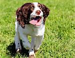 Happy dog running in grass