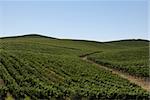 Rolling hills with grape vines planted as far as the eye can see