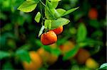 Orange farm in Cyprus. Oranges under the soft sun lights.