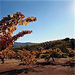 Autumn grape leaves at California winery