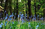 a wood carpeted in bluebells