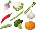 Illustration of vegetables, hand-drawn look: turnip, cauliflower, celery, chilli, stringbean, garlic, okra, brocolli, pumpkin. Vector illustration