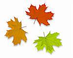 Autum Background with 3 colorful fall leaves