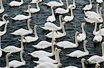 The famous swans of Windsor (UK)