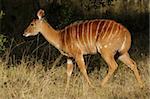 Female Nyala antelope (Tragelaphus angasii), Sabie-Sand nature reserve, South Africa