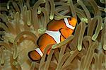 Underwater view of an Ocellaris clownfish (Amphiprion ocellaris) and sea anemone