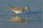 A Ruff (Philomachus pugnax) foraging in water, Etosha National Park, Namibia