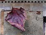 Fallen leaf in grunge background