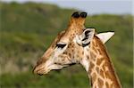 Close up portrait of a giraffe head