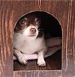 white and brown chihuahua dog at her home