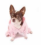 chihuahua and her pink clothes  on the white background