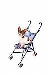 chihuahua and her buggy  on the white background