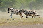 Two plains (Burchells) Zebras (Equus quagga) fighting, Etosha National Park, Namibia