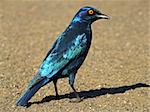 Greater blue-eared starling (Lamprotornis chalybaeus), Kruger National Park, South Africa