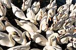 A large group of swans feeding on the River Thames, England