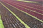 Rows of red lettuce in a farm