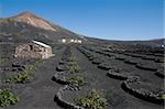 Typical vineyard in La Geria, Lanzarote, Canary Islands, Spain