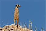 Alert suricate or meerkat (Suricata suricatta) on the lookout, Kalahari, South Africa