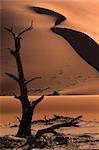 Dead camel thorn tree and dune, late afternoon, Sossusvlei, Namibia