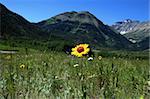 Yellow flower and mountains, Waterton National Park, Alberta, Canada