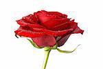 Close-up of a red rose, with droplets, isolated over white backdrop