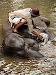 The man washes the elephant