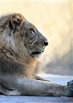 Portrait of a lion close-up. Bali a zoo