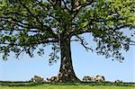 Spring lambs and sheep sheltering in the shade under the branches of an oak tree.